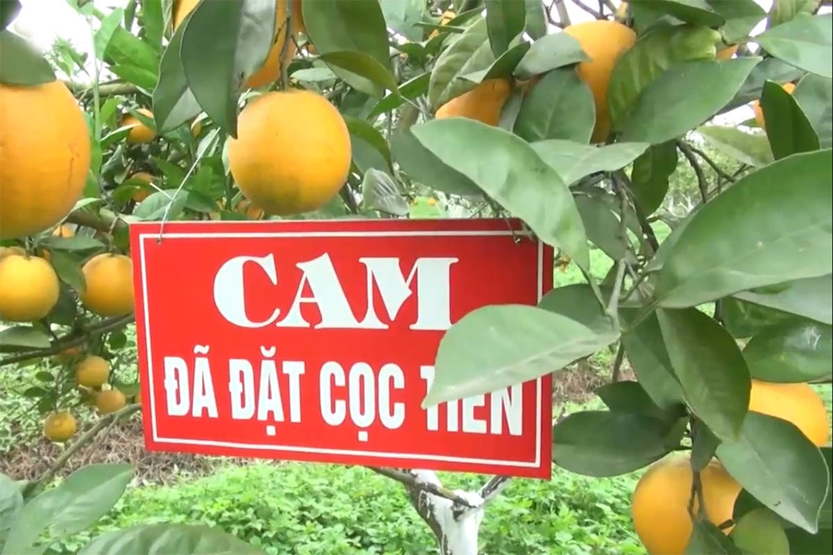 cam xã Đoài ảnh 2 cam xa Doai anh 2