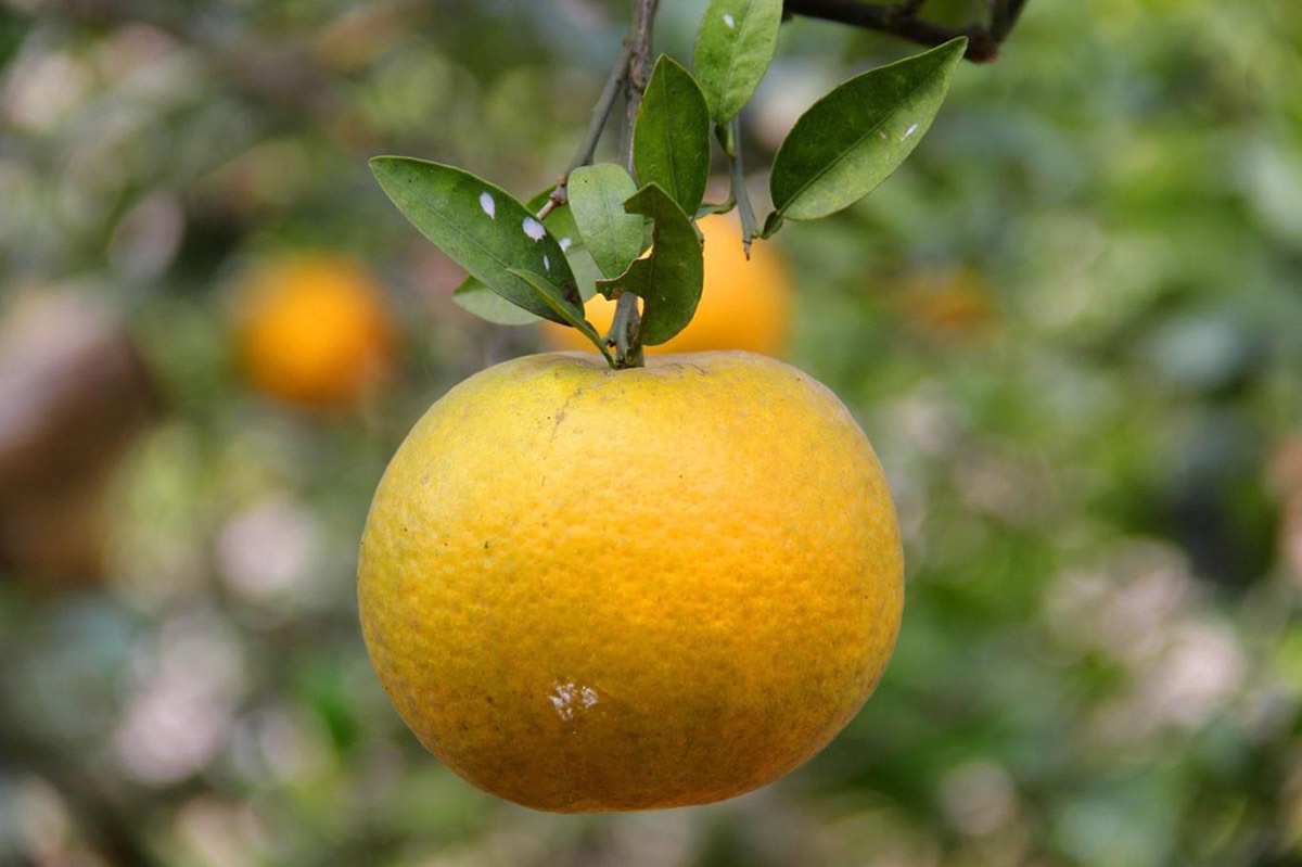 Can tet, cam xa Doai 100.000 dong mot qua khong co de mua hinh anh