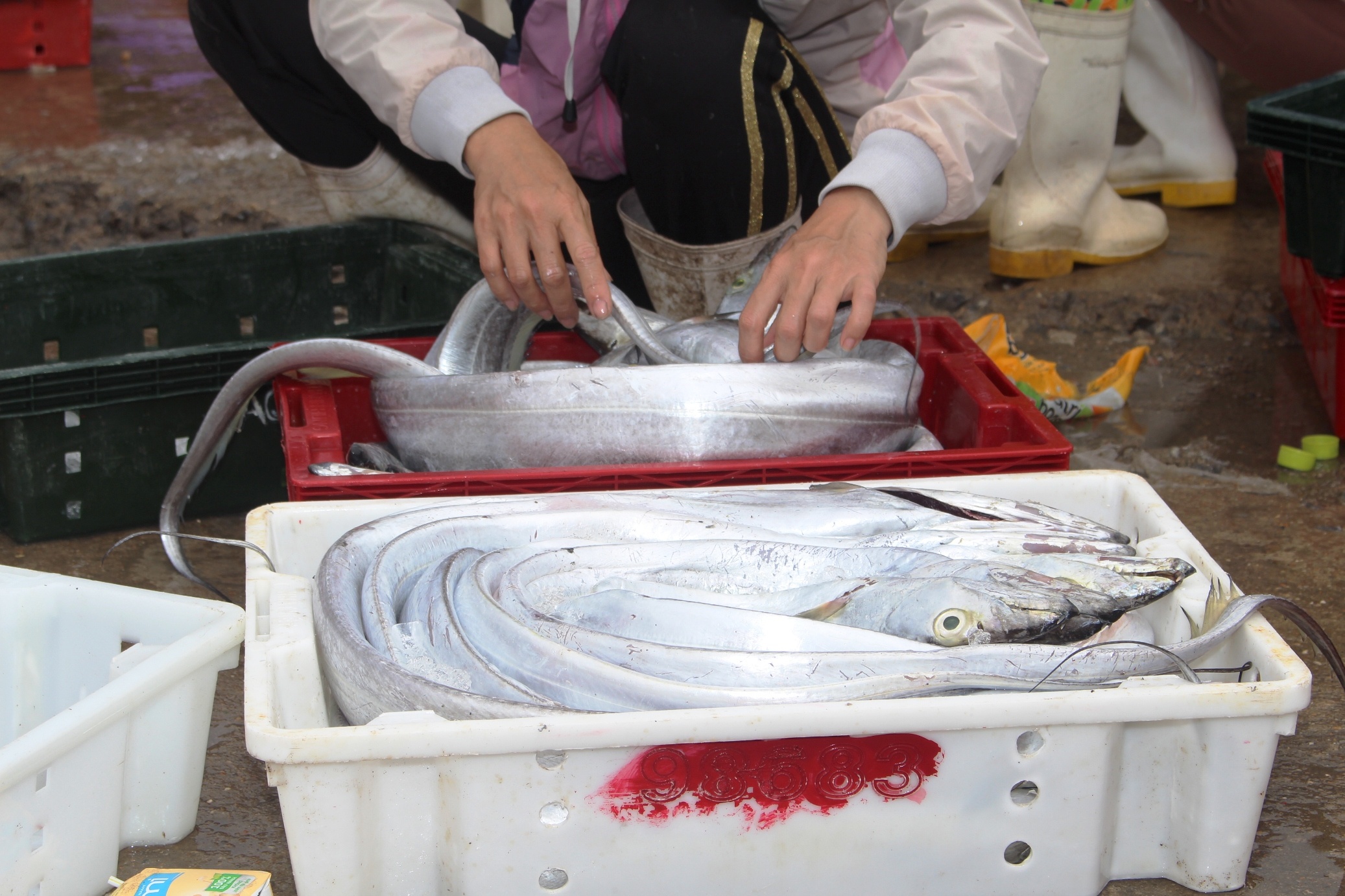 ngu dan trung me luoi ca ho anh 8