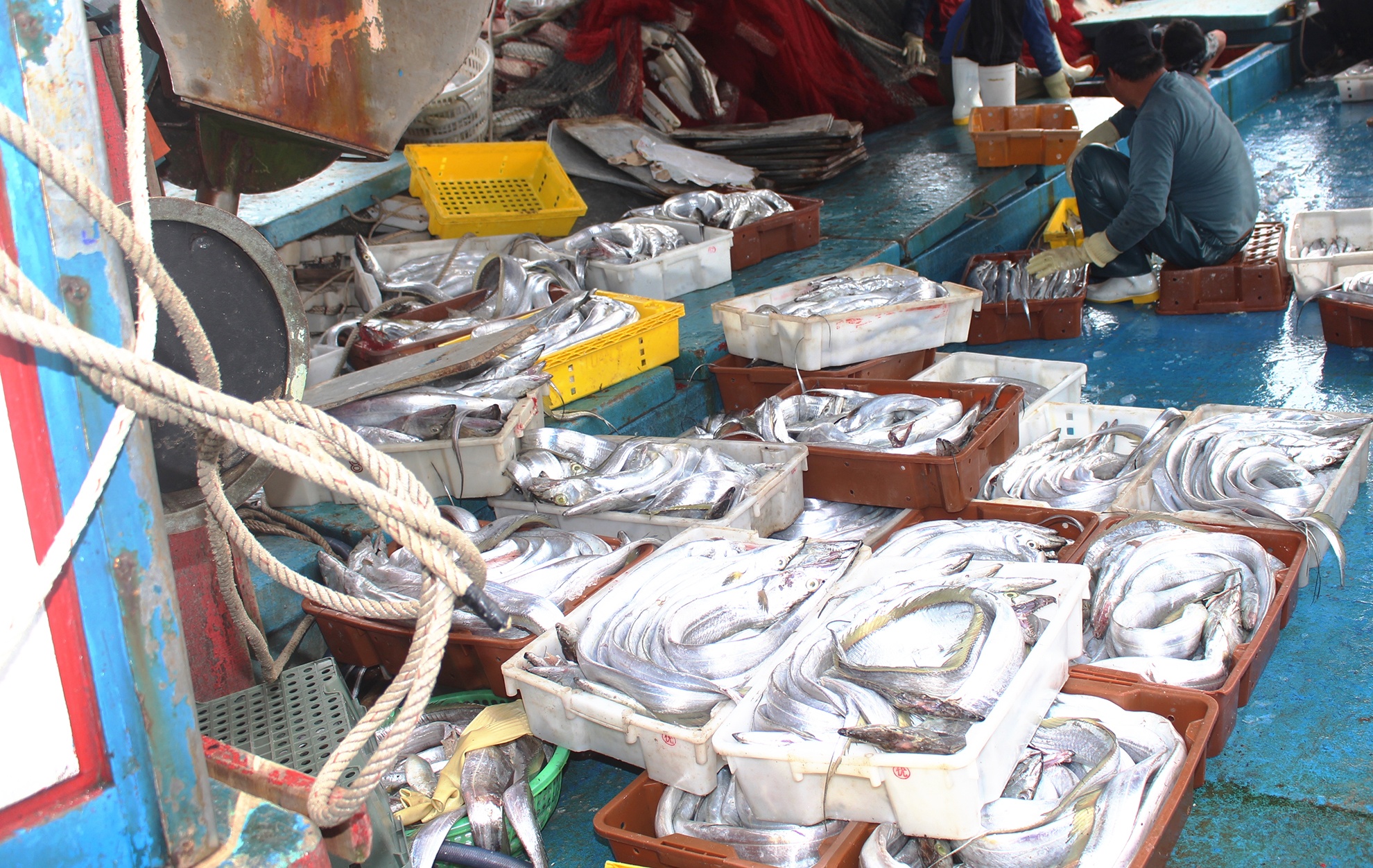 ngu dan trung me luoi ca ho anh 6