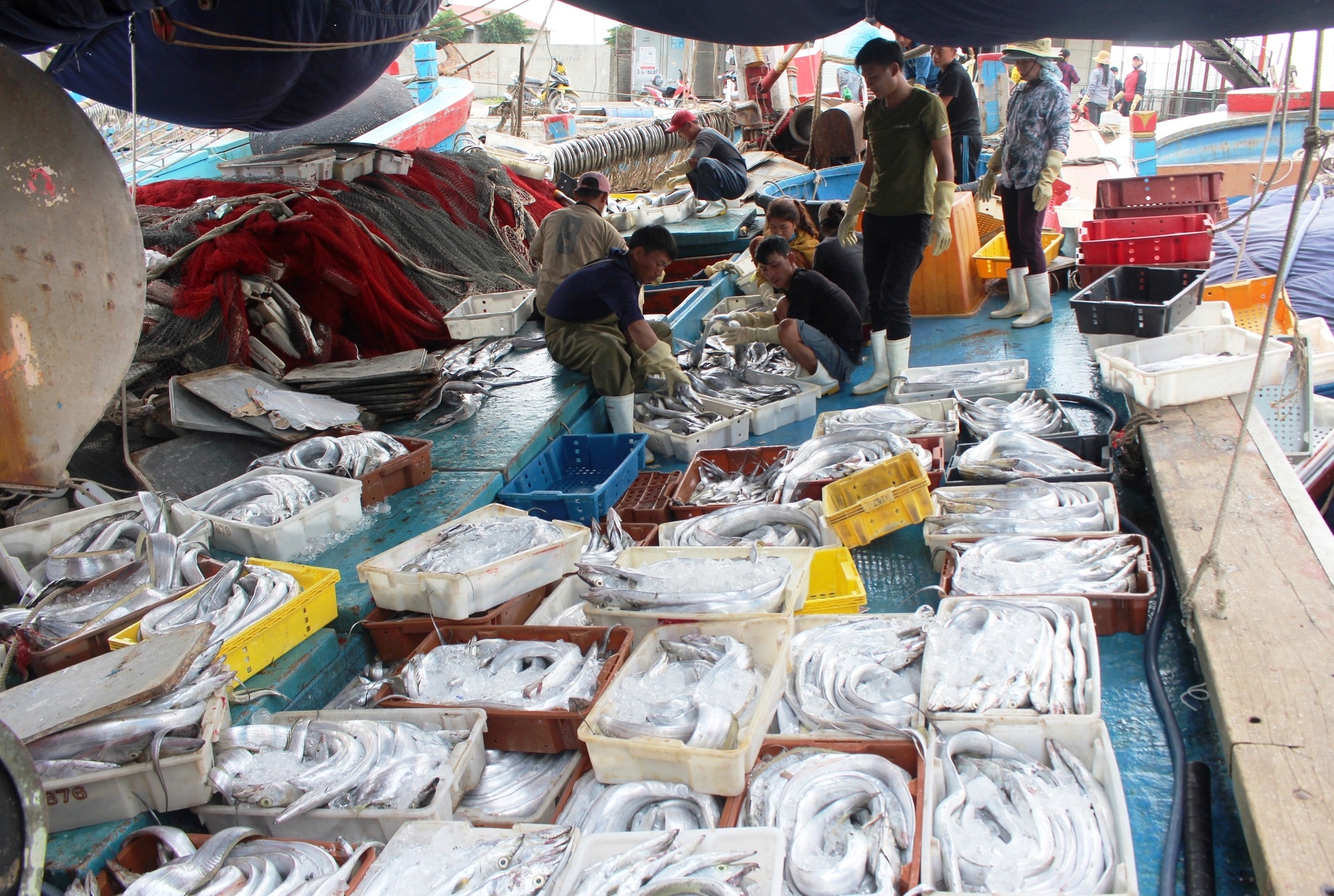 ngu dan trung me luoi ca ho anh 1