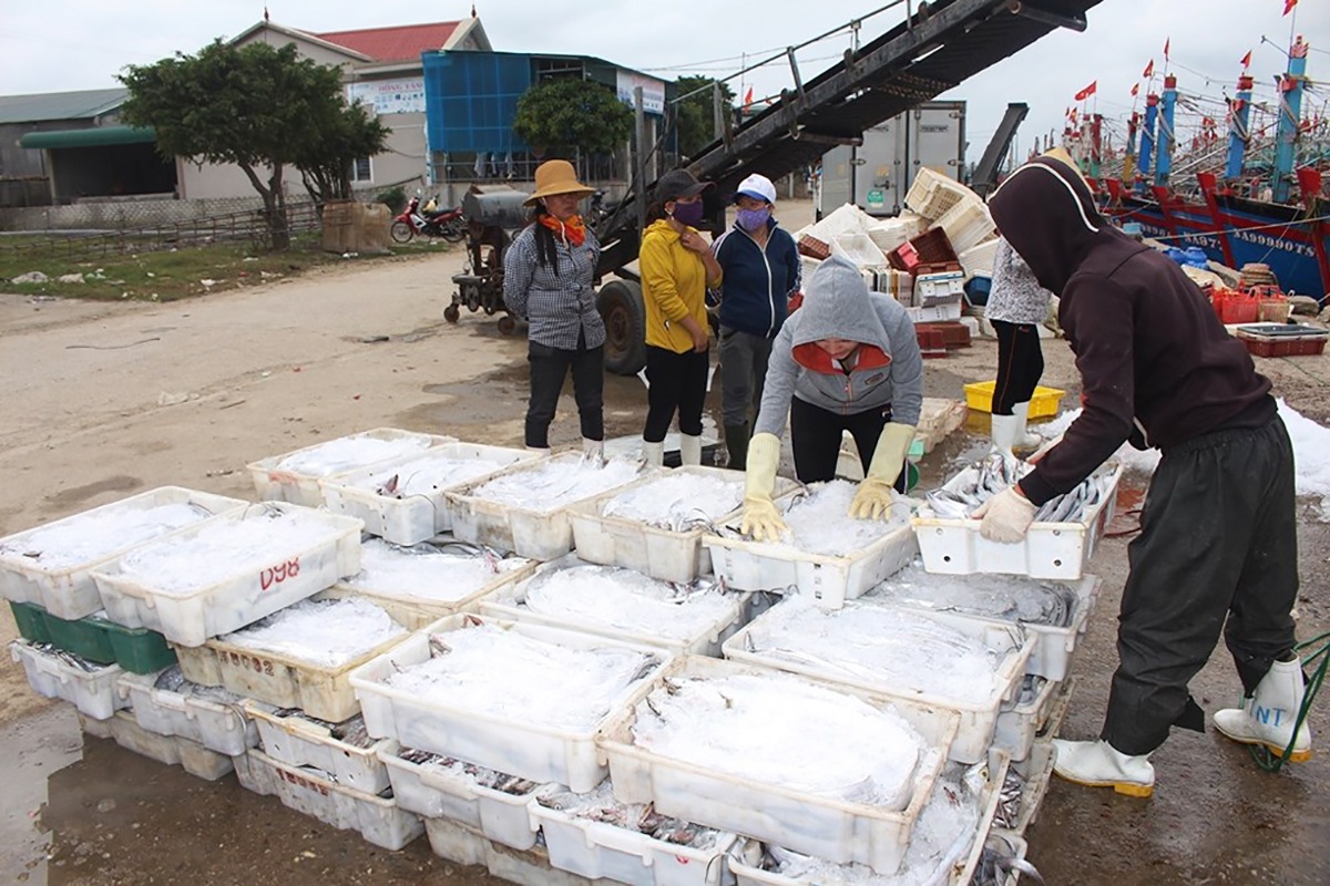 ngu dan trung me luoi ca ho anh 2