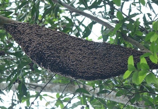 ong đốt ảnh 1 ong dot anh 1