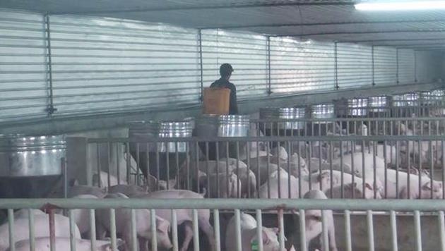 Dich ta lon chau Phi lan den Nghe An hinh anh