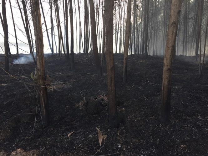 cháy rừng ảnh 2 chay rung anh 2