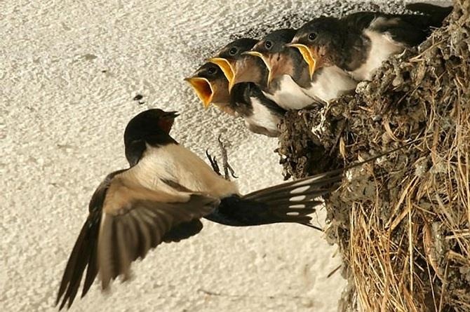 Bat trum buon lau to yen tri gia hon 7.000 ty hinh anh