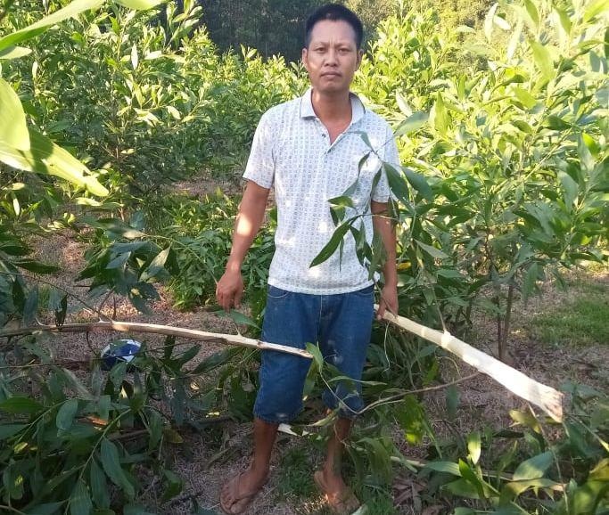 chặt phá 3.100 cây keo ảnh 1 chat pha 3.100 cay keo anh 1