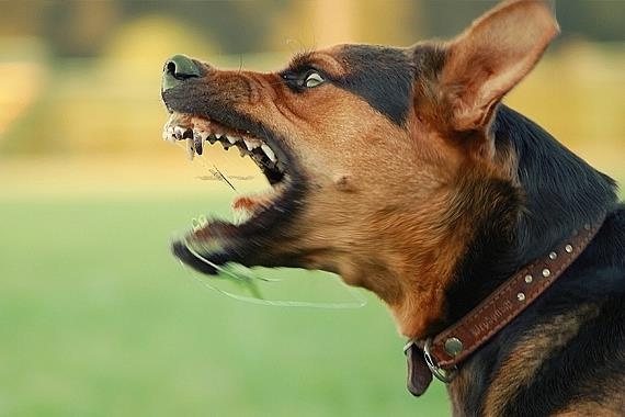 Be gai 22 thang tuoi bi cho becgie can tu vong hinh anh