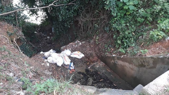 xác lợn chết ảnh 1 xac lon chet anh 1