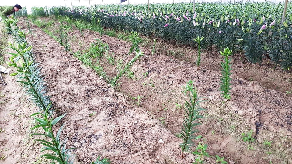 1.300 cay hoa ly bi nho trom trong dem hinh anh