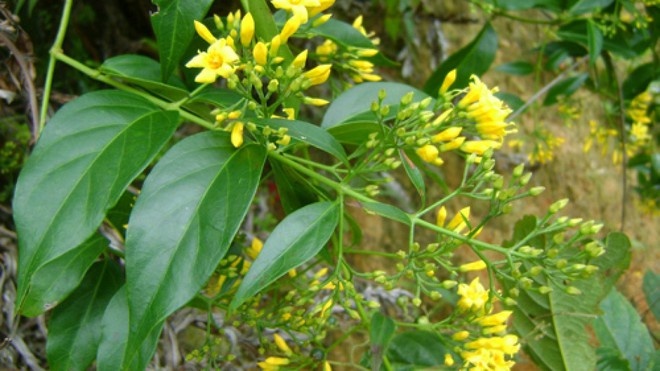 Mau thuan gia dinh, 2 nguoi an la ngon tu tu hinh anh