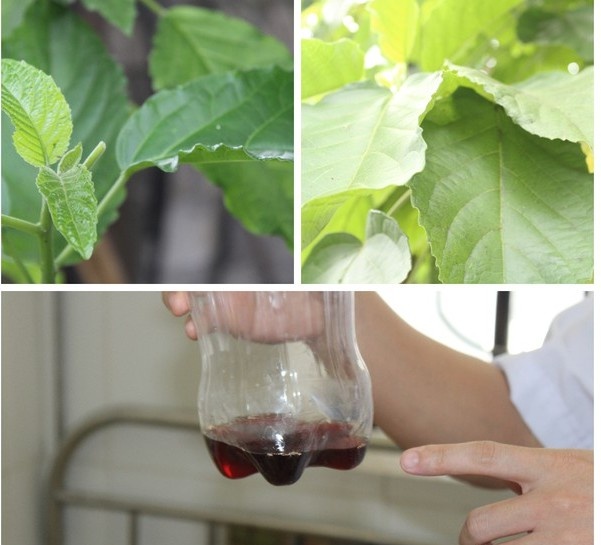 ngo doc la loc mai anh 2