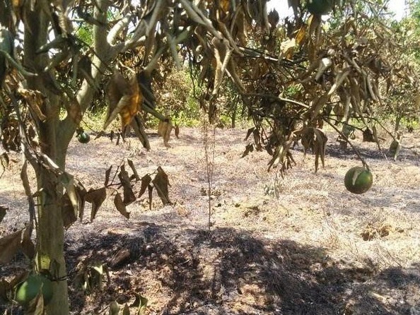 Dieu tra vu vuon cam bi dot chay hinh anh