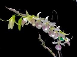 Nhom lua ban lan dot bien gen bi bat hinh anh