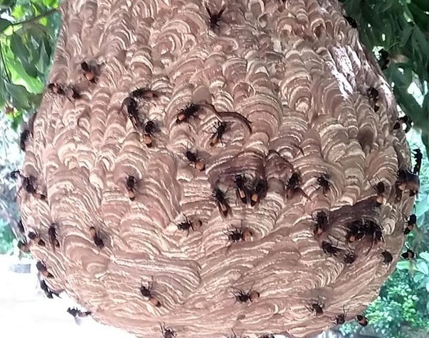 truong thon bi ong dot anh 1