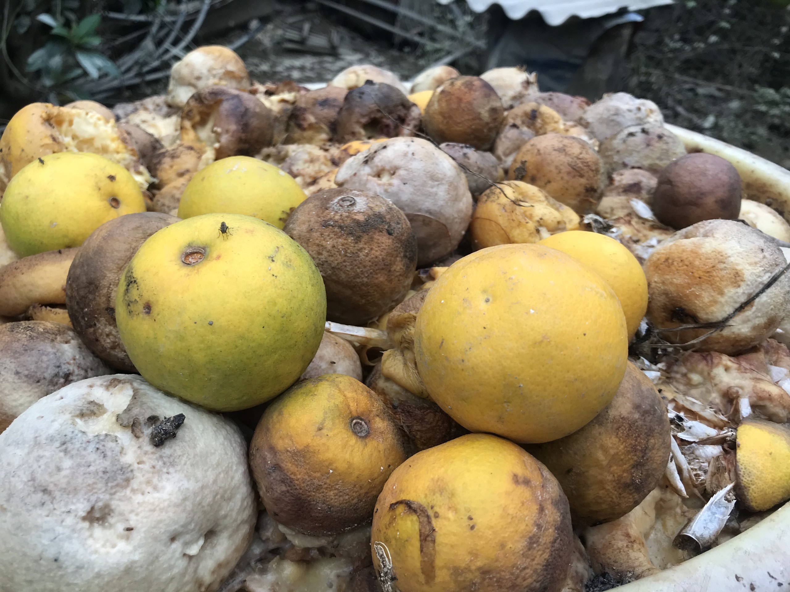 Cam Xa Doai rung day goc sau mua lu hinh anh