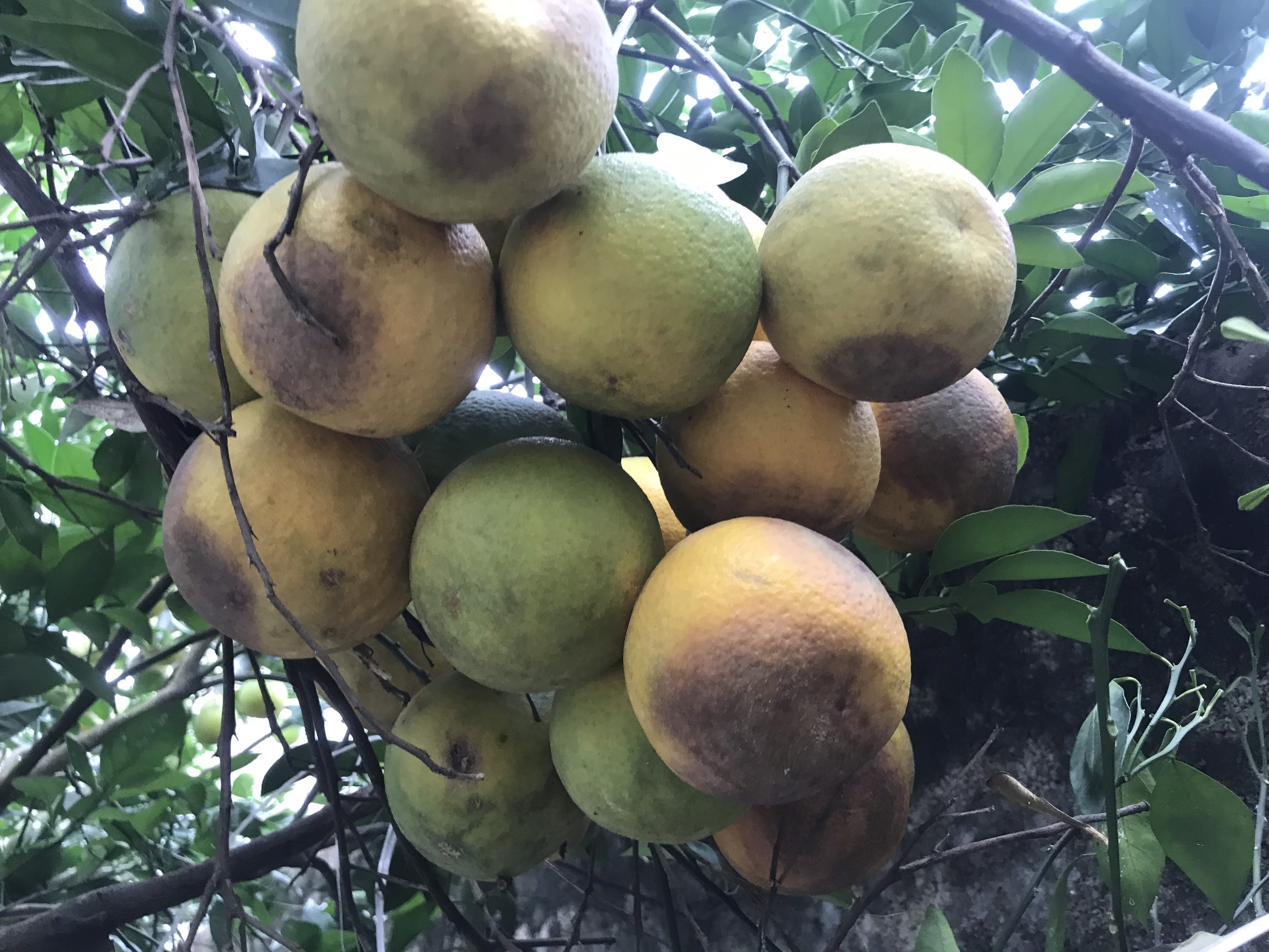 cam xa Doai rung sau lu anh 2