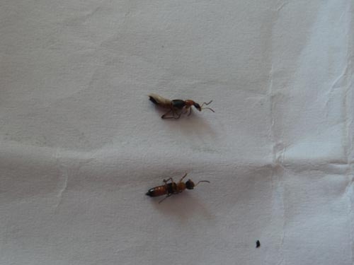 Kien la tan cong, 25 nguoi nhap vien hinh anh