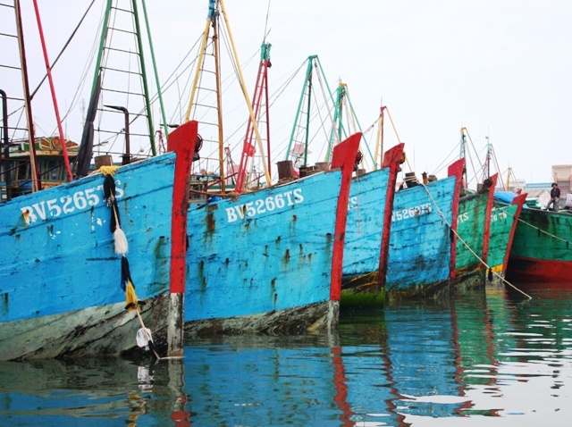 Ngung hop cho de tranh bao hinh anh