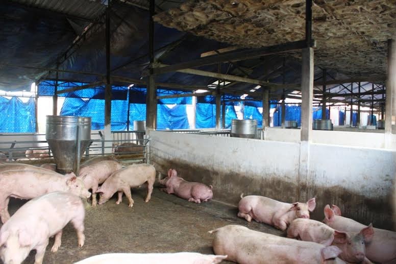 Hang tram trai nuoi heo gay o nhiem bua vay Bien Hoa hinh anh