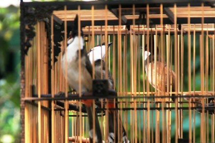 Nam thanh nien cuop chim bi bat hinh anh