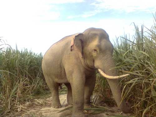 Dan voi rung ve pha hoa mau cua nguoi dan Dong Nai hinh anh