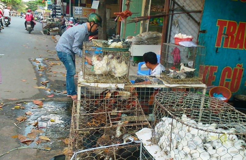 Dong Nai tieu huy hon 8.000 con ga bi cum hinh anh