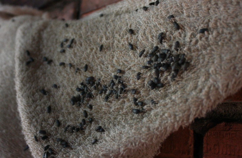 Bọ đậu đen tụ vào từng đống dày đặc bò lổm ngổm trên nền nhà, góc tường, tủ đựng thức ăn, quần áo.... 