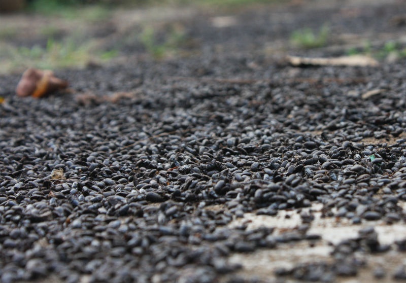 Những người dân nơi đây cho biết, dịch bọ đậu đen đã tồn tại nhiều năm và xuất hiện ở một số xã. Bọ đậu đen thường xuất hiện vào mùa mưa. Bọ đậu đen không cắn người nhưng khi bị giẫm lên sẽ tiết dịch và dịch này có thể làm phần da của người tiếp xúc với chúng bị phỏng rộp.