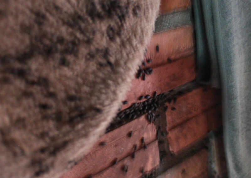 Những khe gạch tên trường cũng đầu bọ đậu đen bám với nhau từng cục lại. 