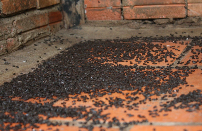 Một góc nhà của người dân có hàng ngàn con bọ đầu đen. 