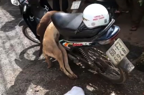 Tang vật Hoài trộm chó bị người dân vây đánh.