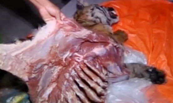 Cá thể hồ còn dao và xương vận chuyển từ Bắc vào Nam nấu cao. 