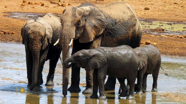 Bi mat cua dong vat giup con nguoi hanh phuc hon hinh anh