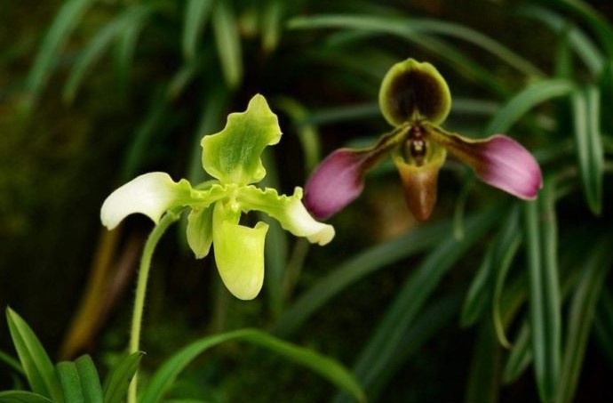 The gioi tu nhien quyen ru cua lan hai Viet Nam hinh anh