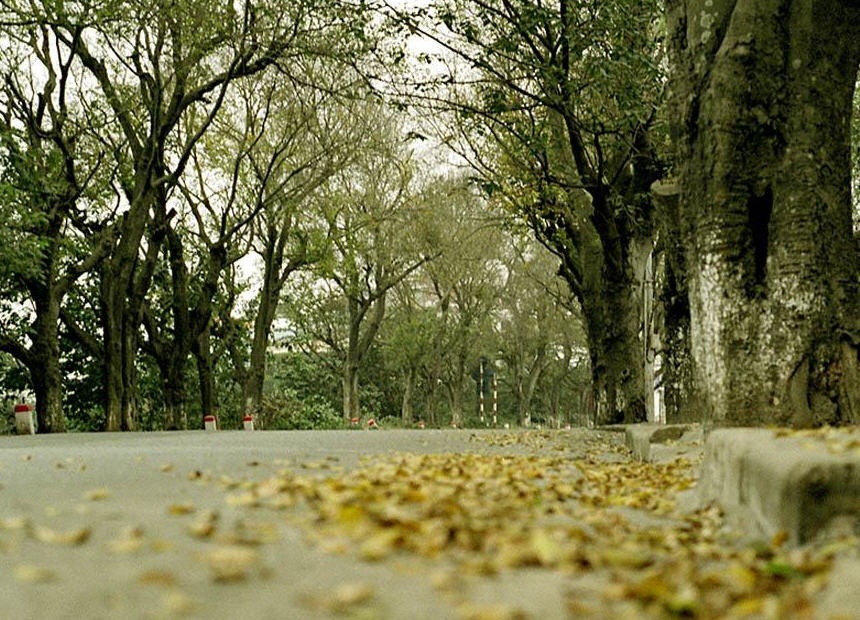 Ha Noi mua vang nhung con mua hinh anh