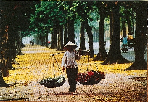 Ngau Hung Pho - Ha Tran hinh anh