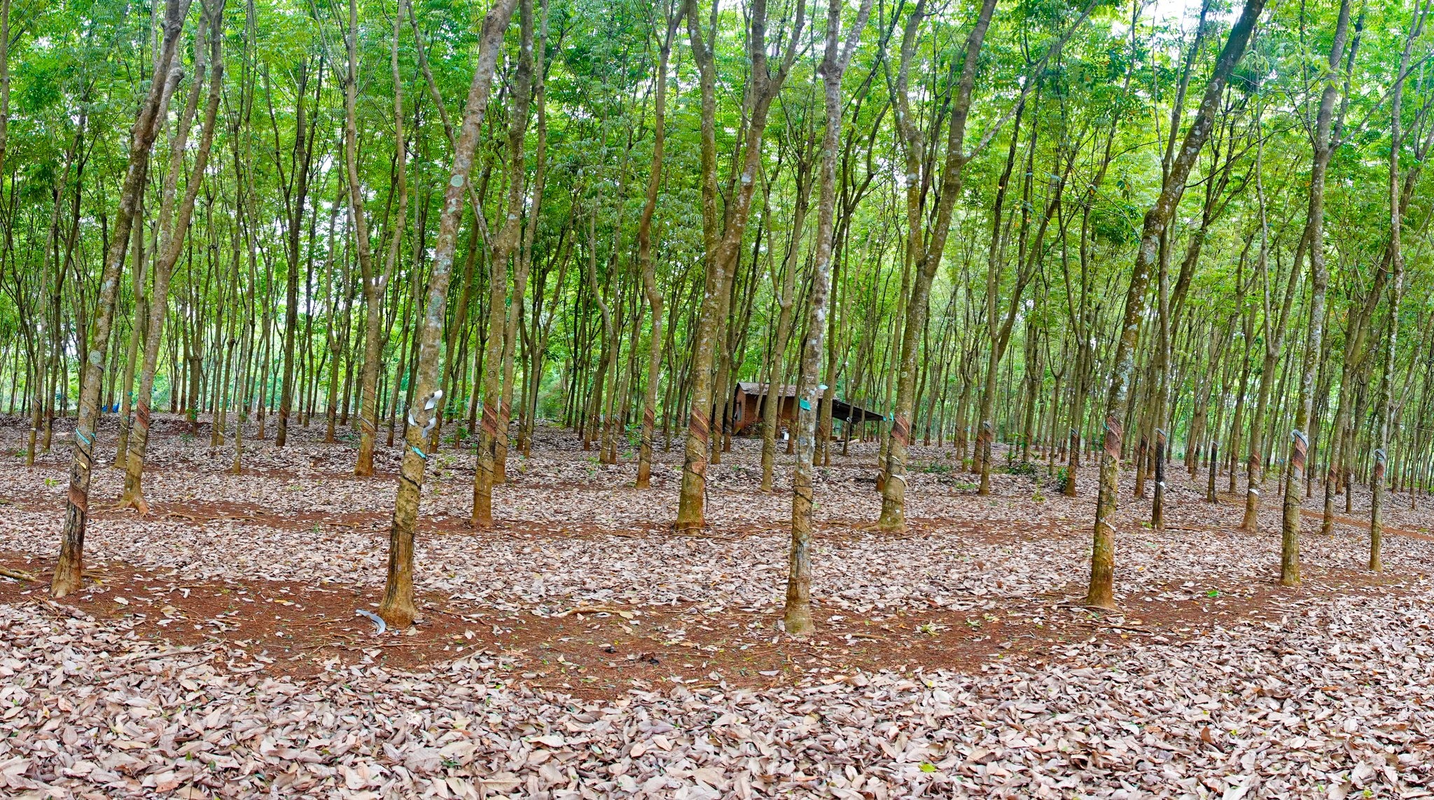 Tap doan Cong nghiep Cao su lai hon hai lan so voi cung ky hinh anh