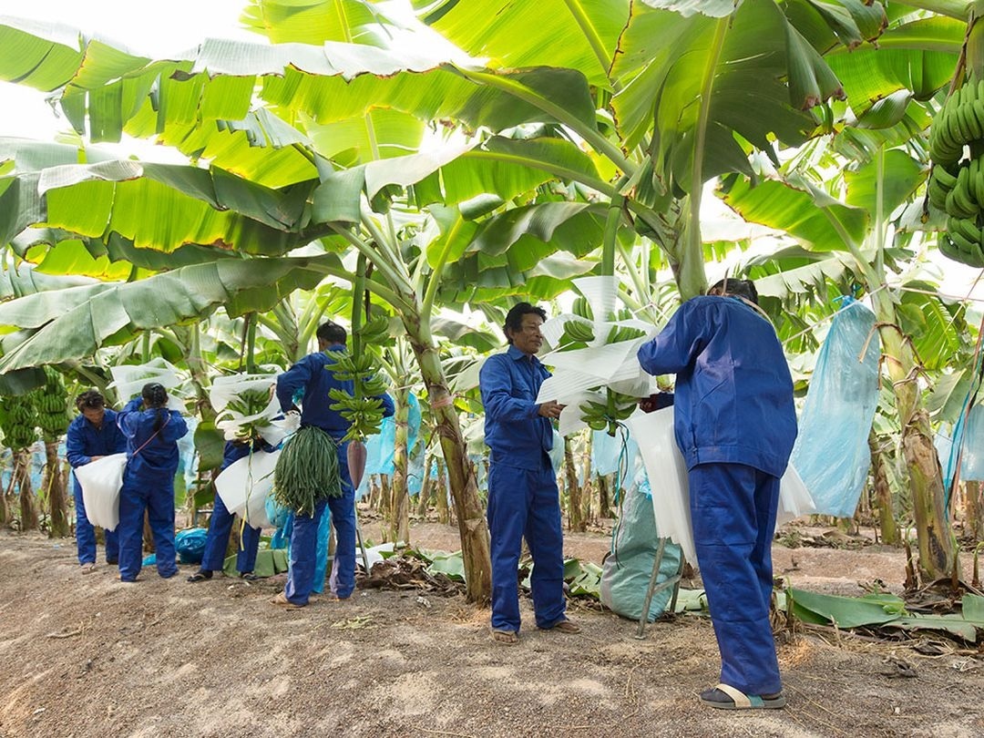 Chat san hon 30 trieu co phieu HNG hinh anh