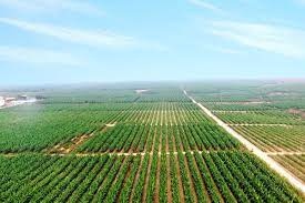 HAGL Agrico lo rong hon 1.000 ty dong sau 3 quy hinh anh