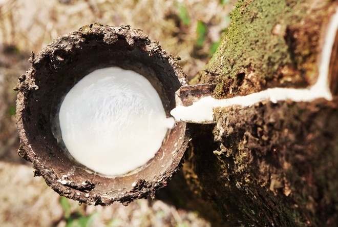 Mot cong ty cao su lo ty gia hon 50 ty dong hinh anh