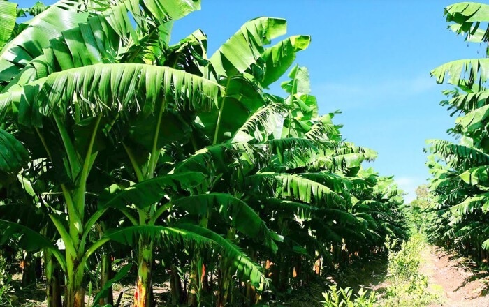 Cong ty bau Duc ban chuoi thu 10 ty dong moi ngay hinh anh