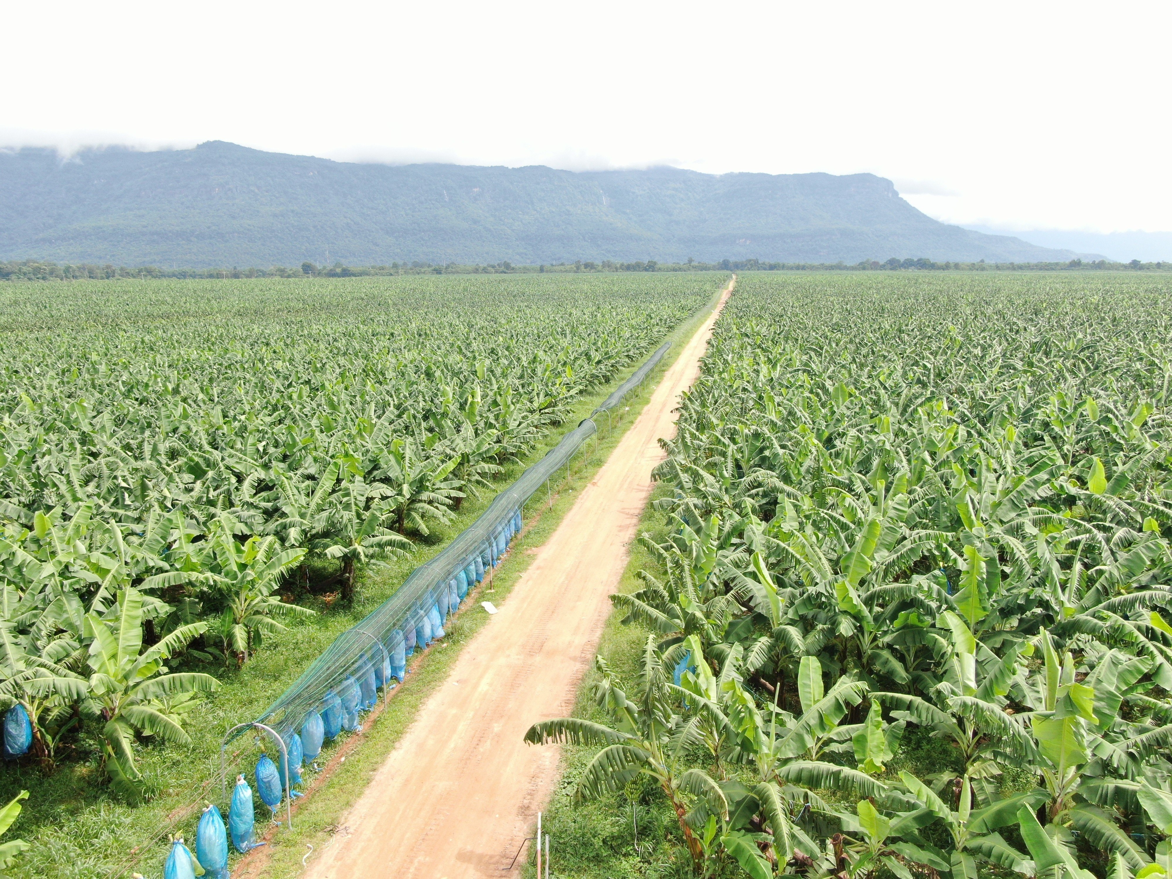 bau Duc,  HAGL Agrico,  Tran Ba Duong anh 1