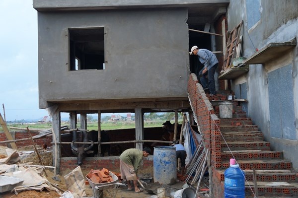 Xay nha lau cho bo o hinh anh