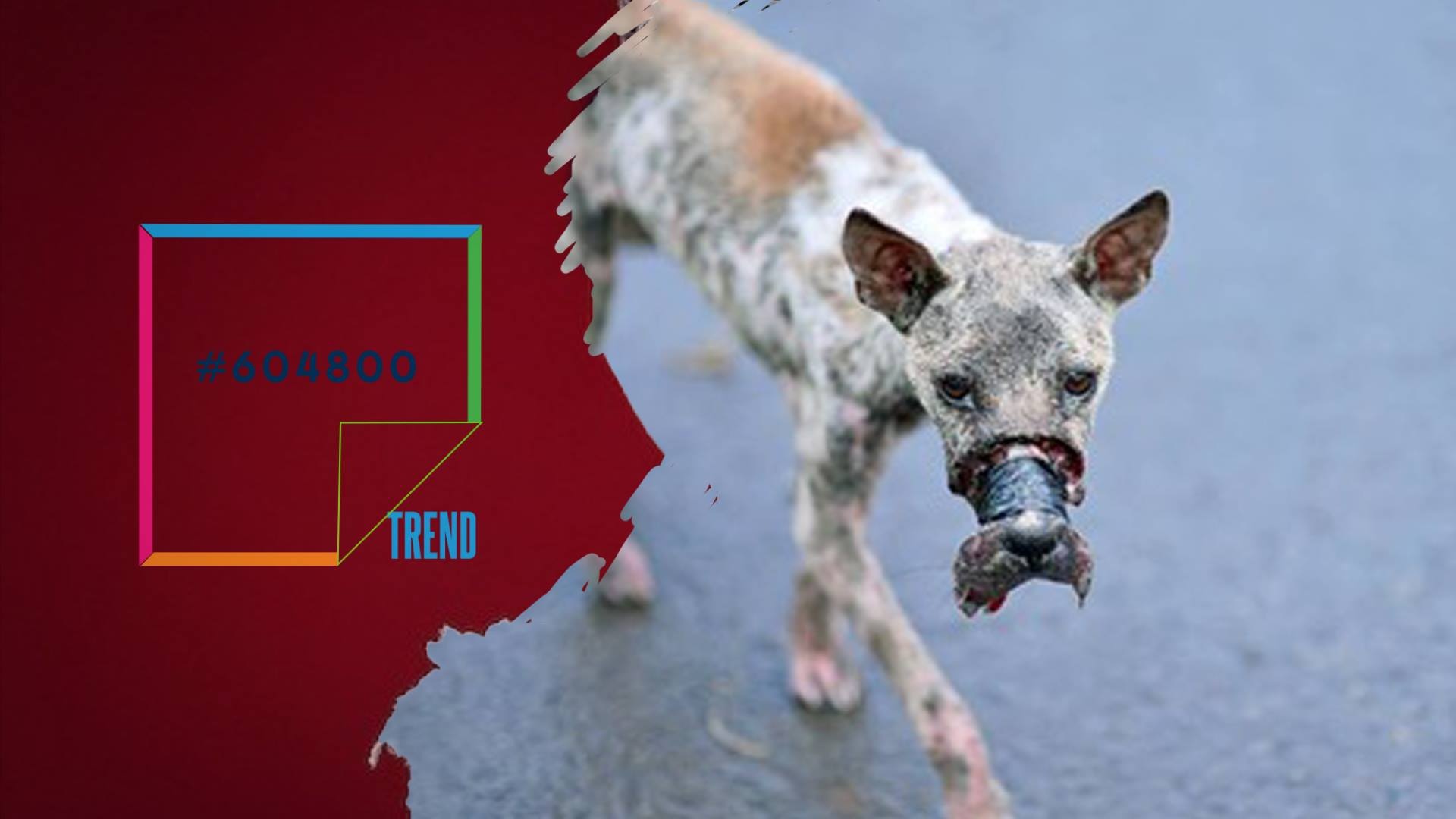 Chu cho bi buoc mom xon xao nhat tuan hinh anh