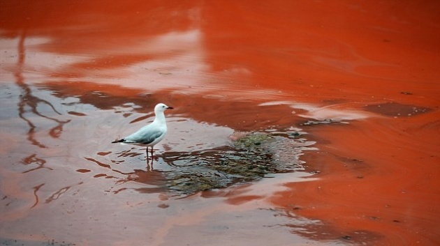 Thuy trieu do la gi? hinh anh