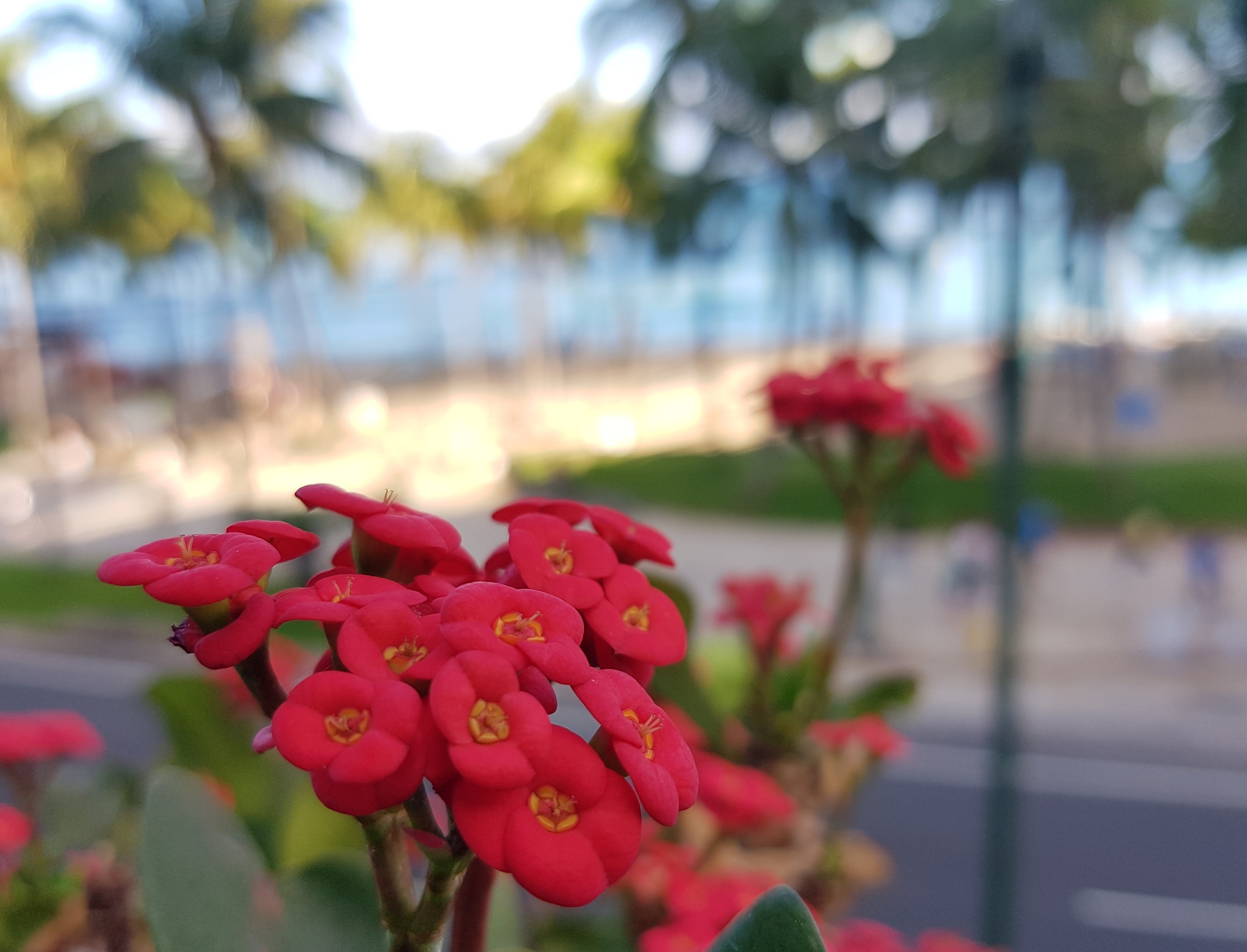 Anh chup thu bang Galaxy Note 7 anh 6