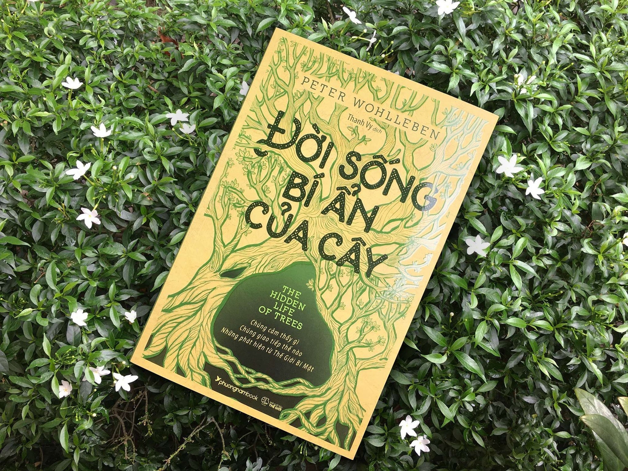 Nhung dieu thu vi ve rung xanh hinh anh