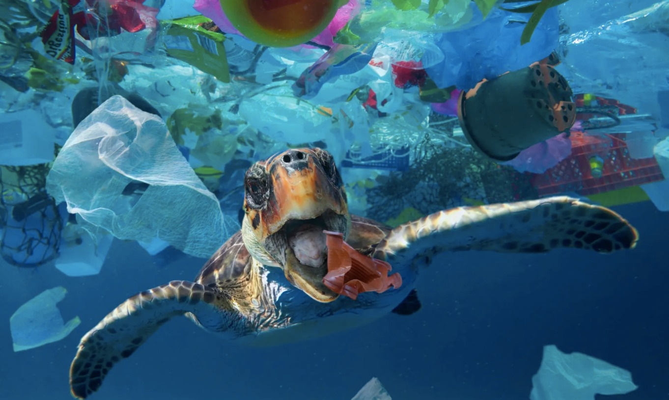 Dai duong se co nhieu nhua hon ca vao nam 2050? hinh anh