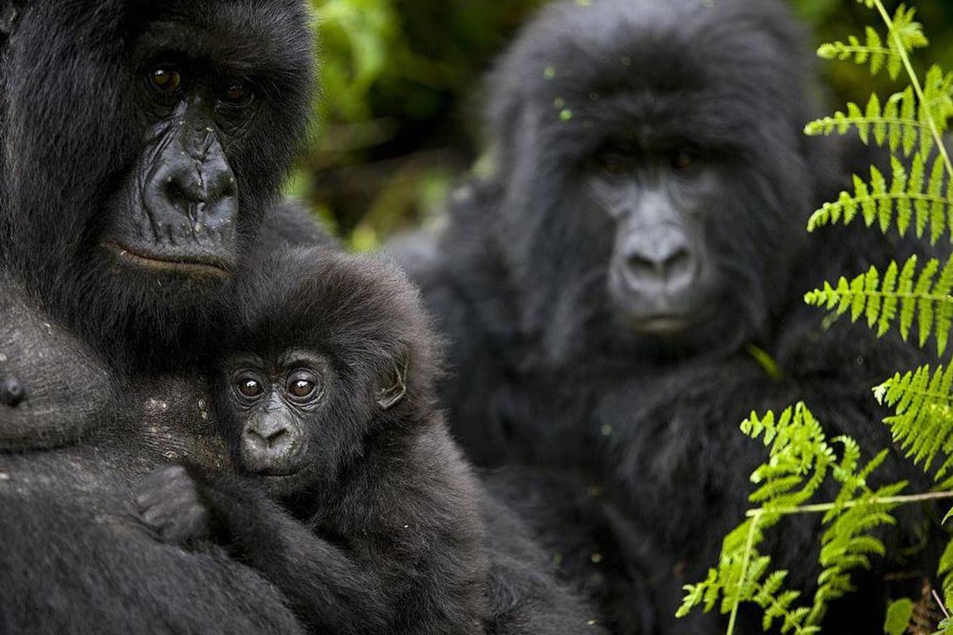 Che do da the cua khi dot hinh anh